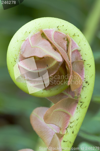 Image of Fiddlehead of a giant fern