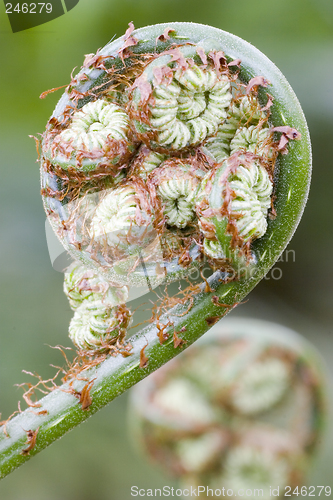 Image of Fiddleheads in Brazil