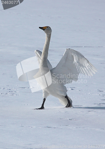 Image of Whooper swan