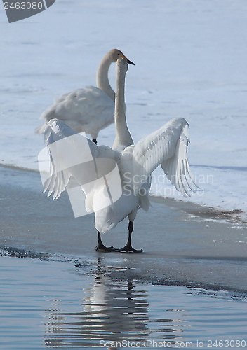 Image of Whooper swan