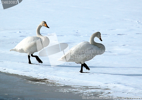 Image of Whooper swan