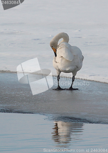 Image of Whooper swan