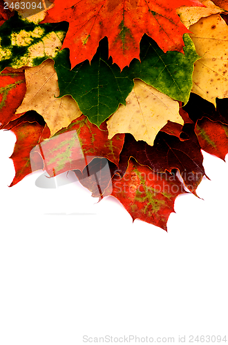 Image of Maple Leaf 