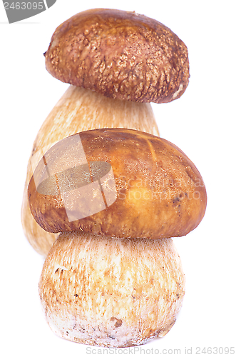 Image of Porcini Mushroom