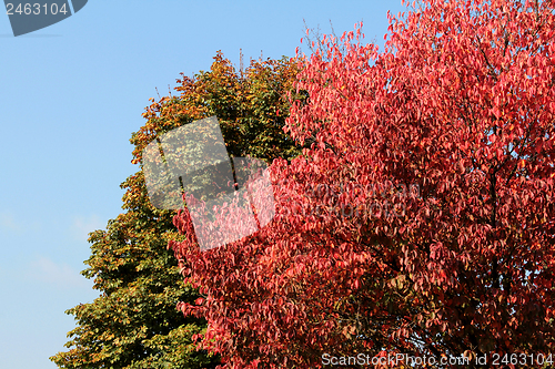 Image of autumn leaves