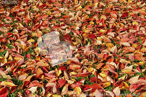Image of autumn leaves