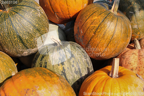 Image of pumpkins