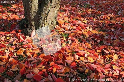 Image of autumn leaves