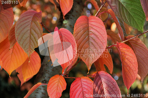 Image of autumn leaves