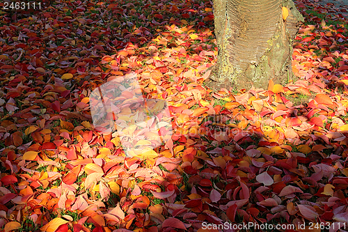 Image of autumn leaves