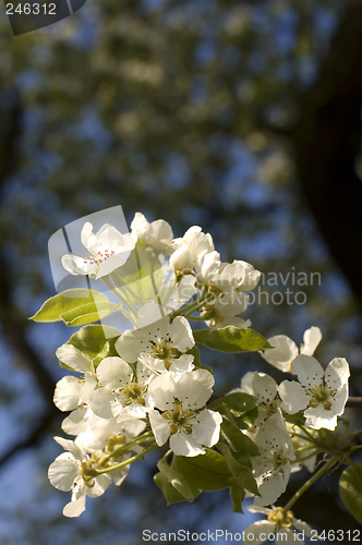 Image of flower