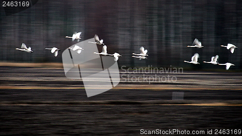 Image of Whooper swan