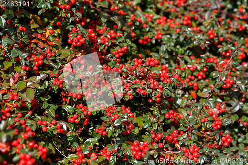 Image of autumn background with red gaultheria