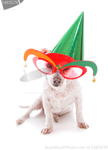 Image of Pet with party hat and court jester glasses