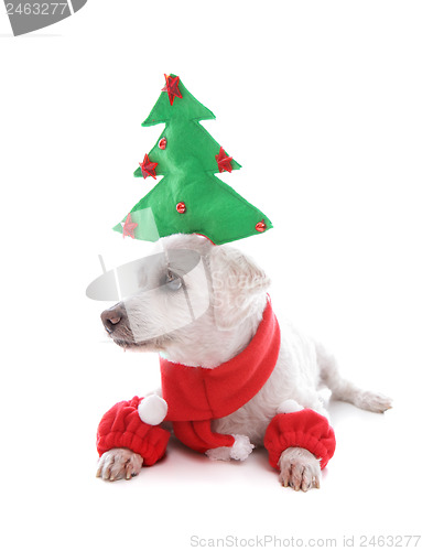 Image of Puppy dog at Christmas time