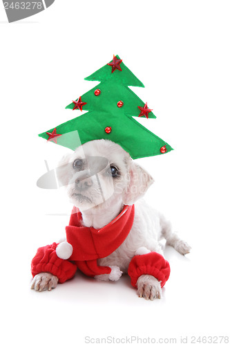 Image of Puppy dog wearing Christmas tree hat