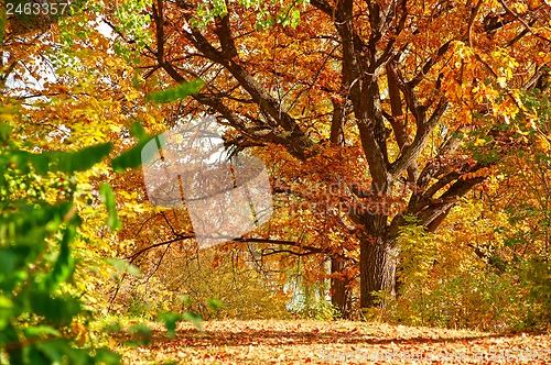 Image of Autumn landscape