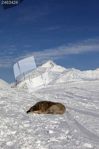 Image of Dog sleeping on ski slope