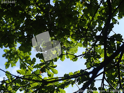 Image of oak tree