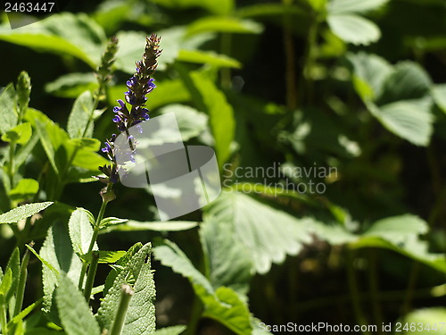 Image of purple flower