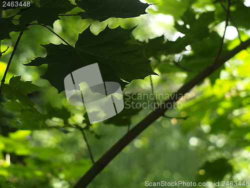 Image of maple tree leaf