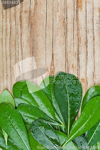 Image of leaves on wooden background 