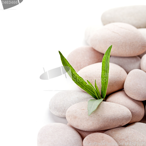 Image of stones and green leaves