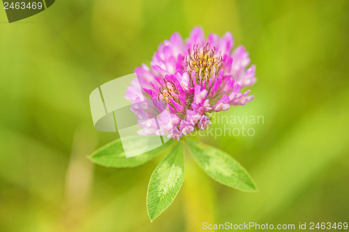 Image of Red clover, medicinal plant,Trifolium pratense