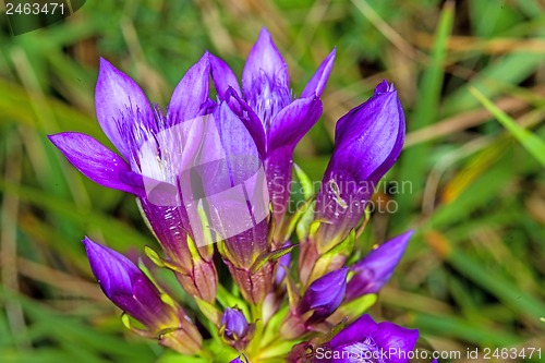 Image of Knabenkraut, heimische Orchidee