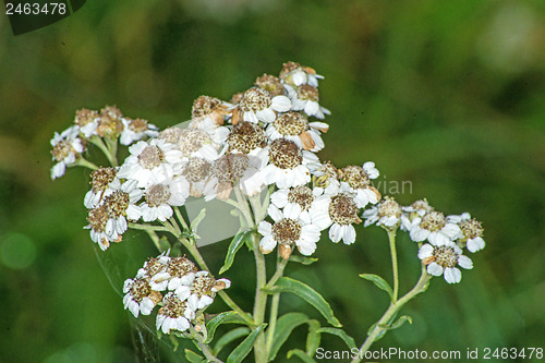 Image of Achillea ptarmica, sneezewort