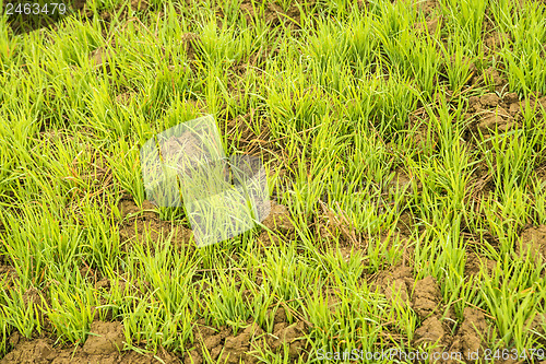 Image of energy plant szarvasi grass