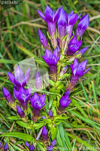 Image of Knabenkraut, heimische Orchidee