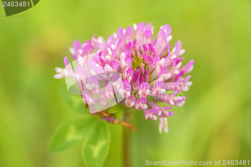 Image of Red clover, medicinal plant,Trifolium pratense