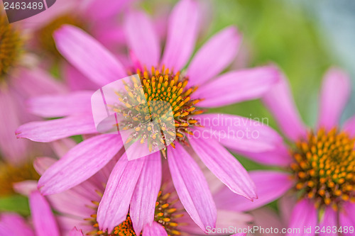 Image of cone flower, Echinacea purpurea