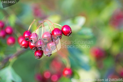 Image of Hawthorn fruits