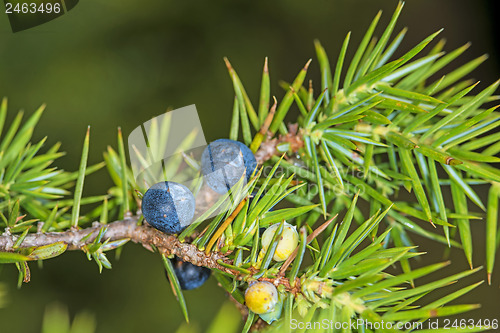 Image of juniper berries