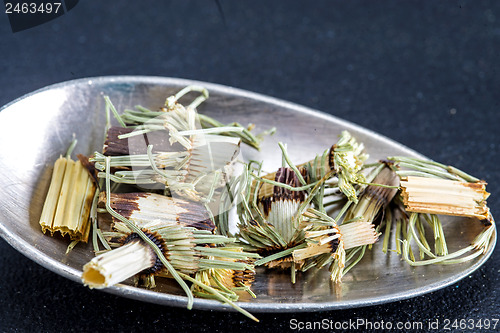 Image of horse's tail, Equisetum arvense, medicinal plant