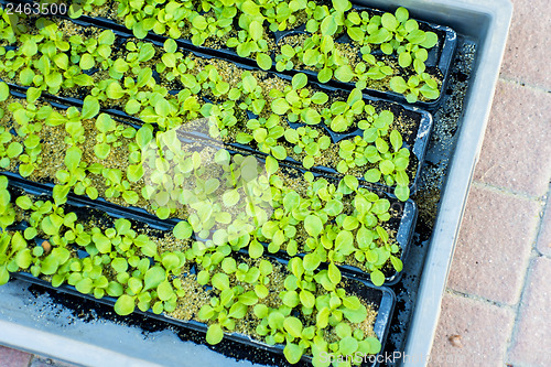 Image of seedlings of salad