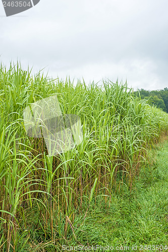 Image of  switch grass, Miscanthus