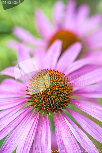 Image of cone flower, Echinacea purpurea