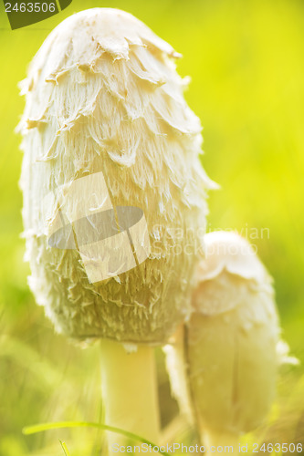 Image of Father and son mushroom