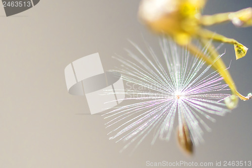 Image of flying seeds