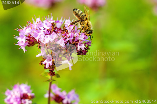 Image of oregano, wild marjoram