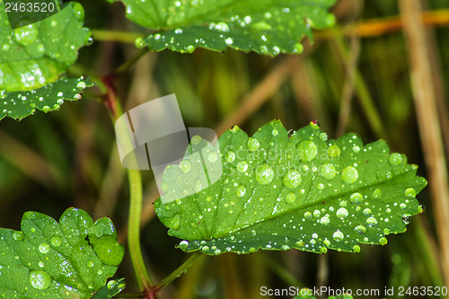 Image of leaf with rain drops