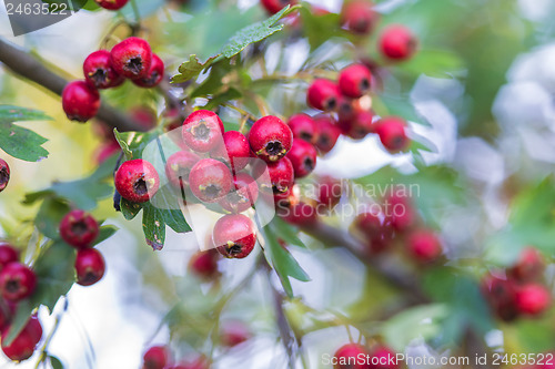 Image of Hawthorn fruits