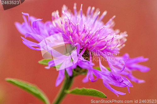 Image of knapweed bloom