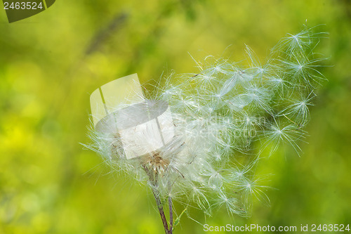 Image of flying seeds
