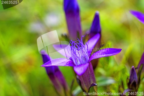 Image of Knabenkraut, heimische Orchidee