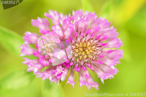 Image of Red clover, medicinal plant,Trifolium pratense