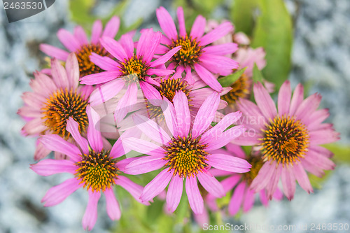 Image of cone flower, Echinacea purpurea